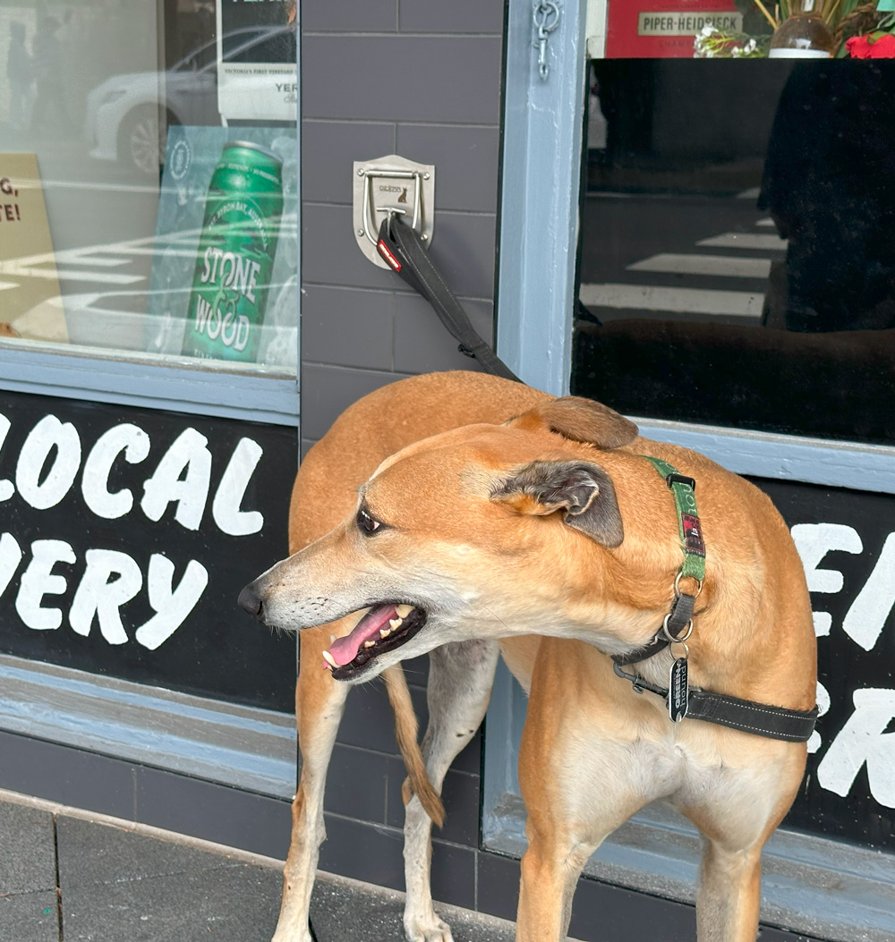 ozxco-rex-dog-parking-tether-installed-with-dog