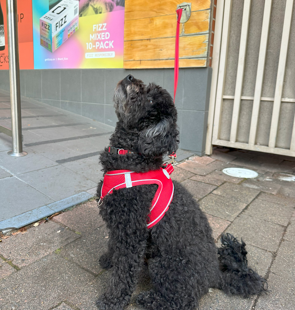 rex-dog-parking-tether-installed-with-dog2